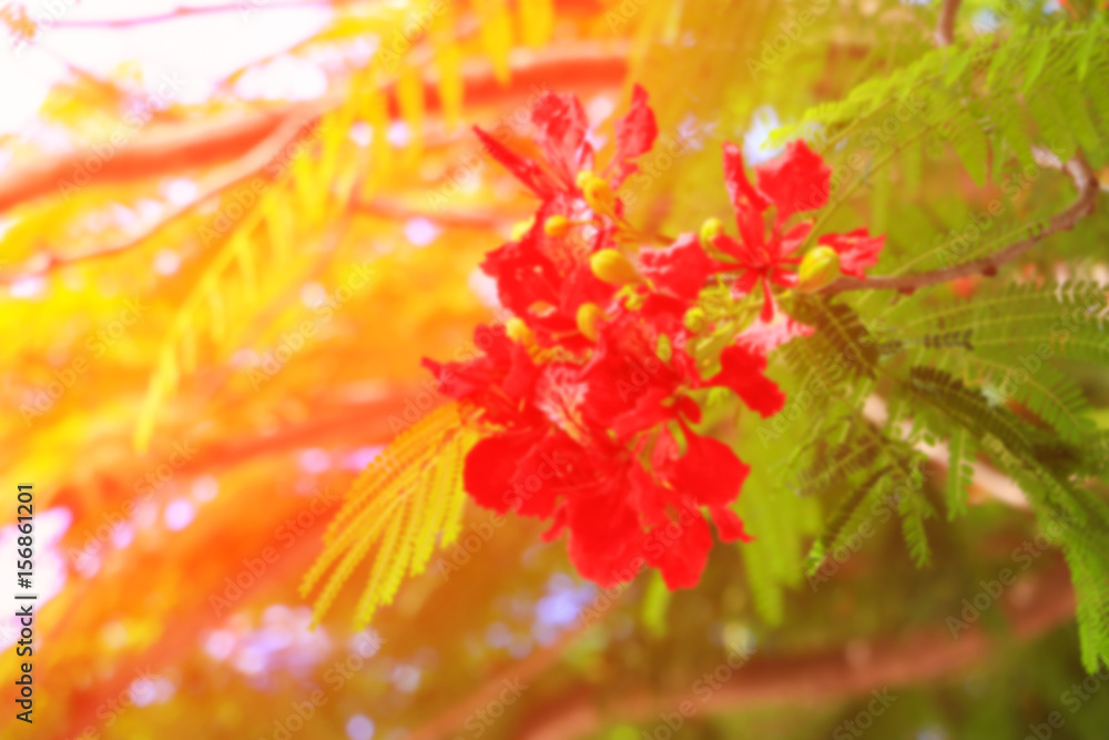 blurred peacock flower red for background with sunset light tone blurred peacock flower red for background with sunset light tone