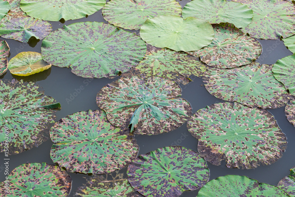 Disease spots on a lotus leaves. Stock Photo Adobe Stock