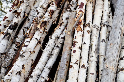  Birch White Tree Background