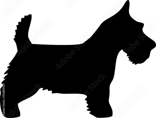 Schottischer Terrier - Silhouette