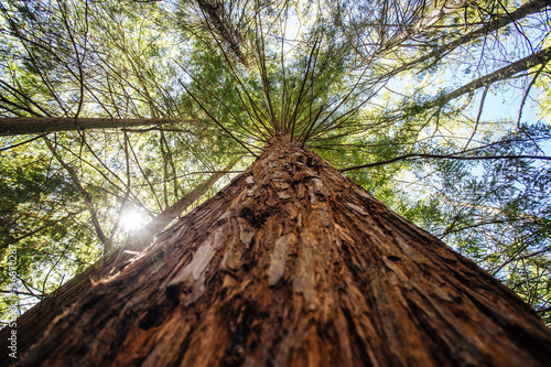Sequoia forest close up