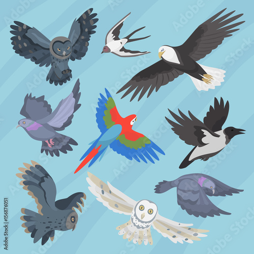 Different flying birds breed species race strain stock colorful owl isolated animal wild with beak vector illustration