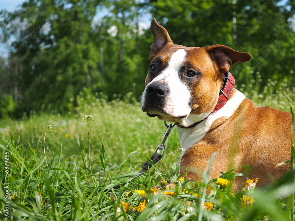 beautiful dog in the green grass. Staffordshire Terrier portrait. beautiful dog in the green grass. Staffordshire Terrier portrait.