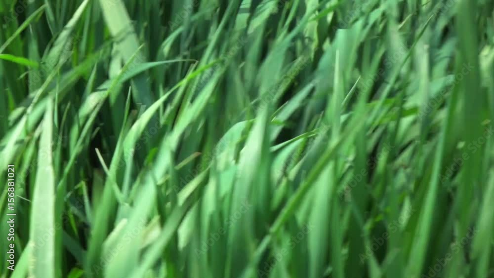 camera fly through green fresh grass, slow motion camera fly through green fresh grass, slow motion