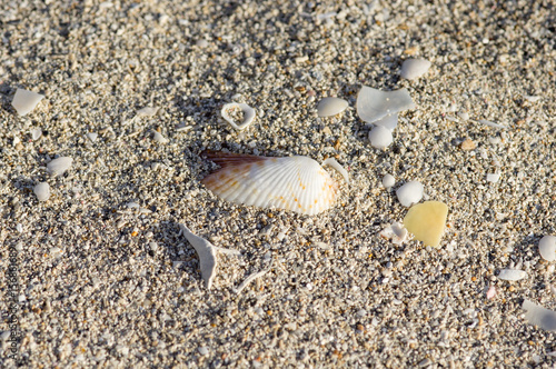 Sea shell on beach sand