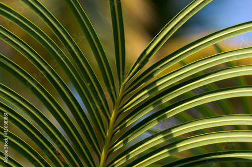 Green palm leaves on sunlight © makstar