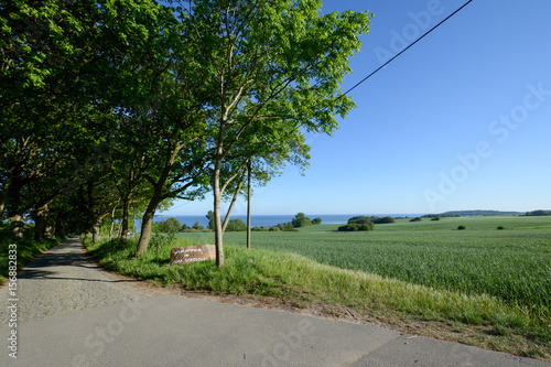 Allee in Neu Reddevitz photo