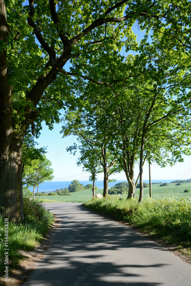 Fototapeta premium Allee in Neu Reddevitz