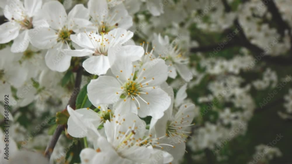 The branches of a cherry blossom, slow motion The branches of a cherry blossom, slow motion