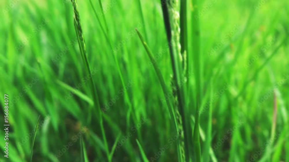 camera fly through green fresh grass, slow motion camera fly through green fresh grass, slow motion