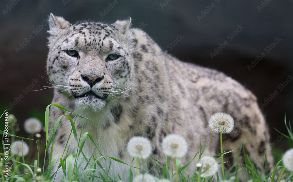 Naklejka premium Schneeleopard