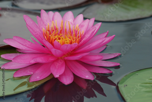 Pink Lotus.