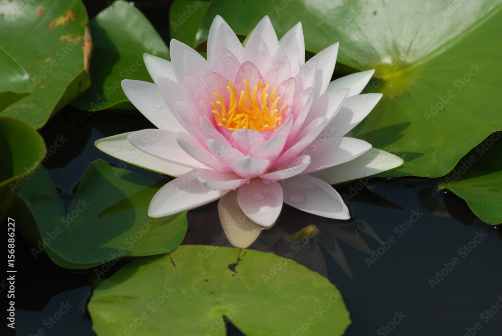 White Lotus. White Lotus.