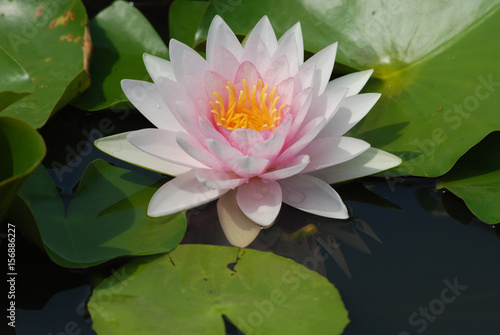 White Lotus.