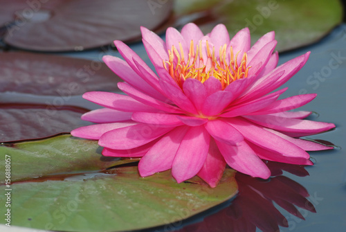 Pink Lotus.