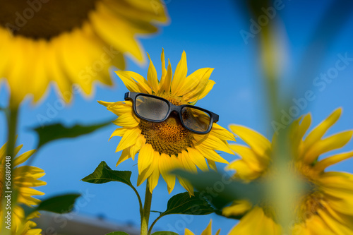 Sunflower wearing sunglasses in the field and blue sky - Background, Wallpaper