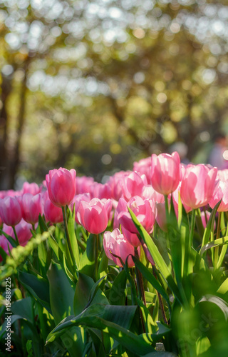 Blooming sweet pink tulip macro picture