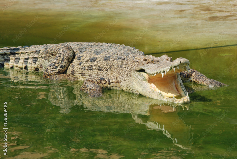 Fototapeta premium Crocodile.