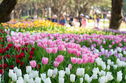 Tulip field and bokeh background