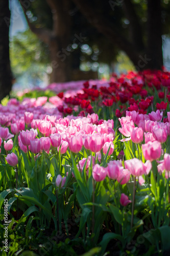 pink tulip expose to the light  and bokeh background