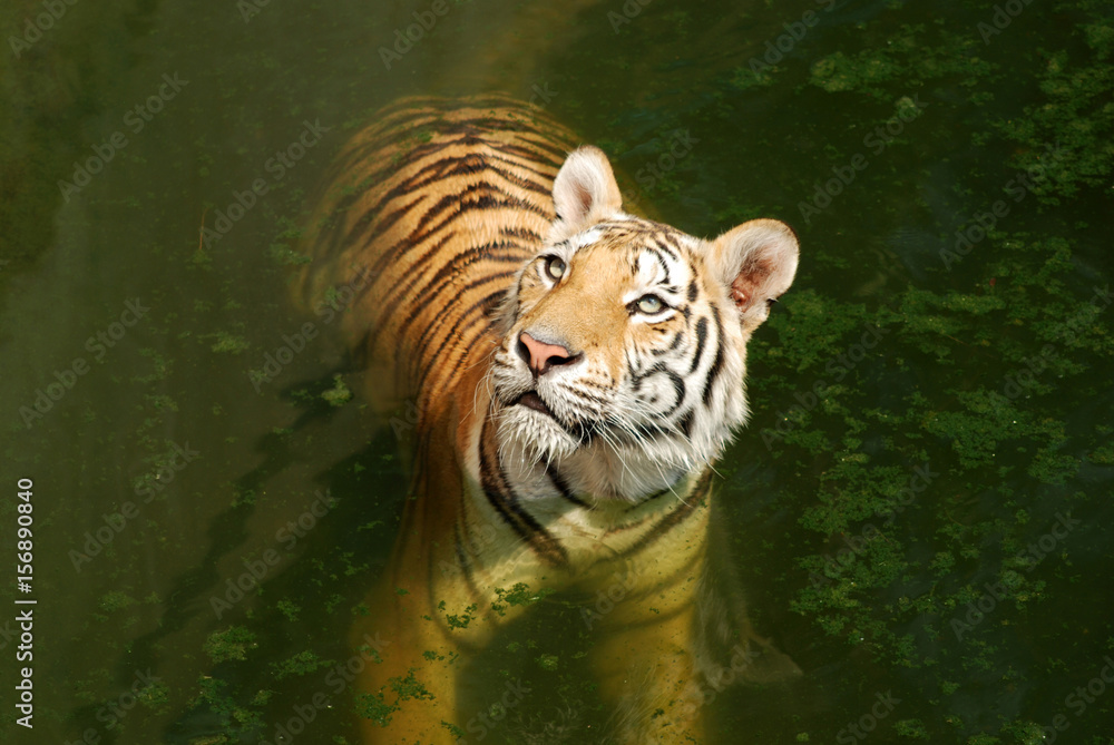 Naklejka premium Tiger.