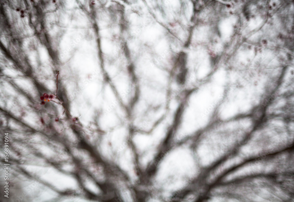 Obraz premium Hawthorn covered with hoarfrost