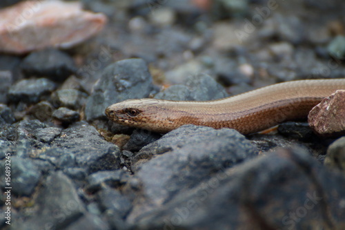 slow worm - anguis fragilis