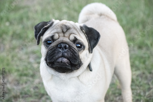 Cute Pug dog looking in green grass