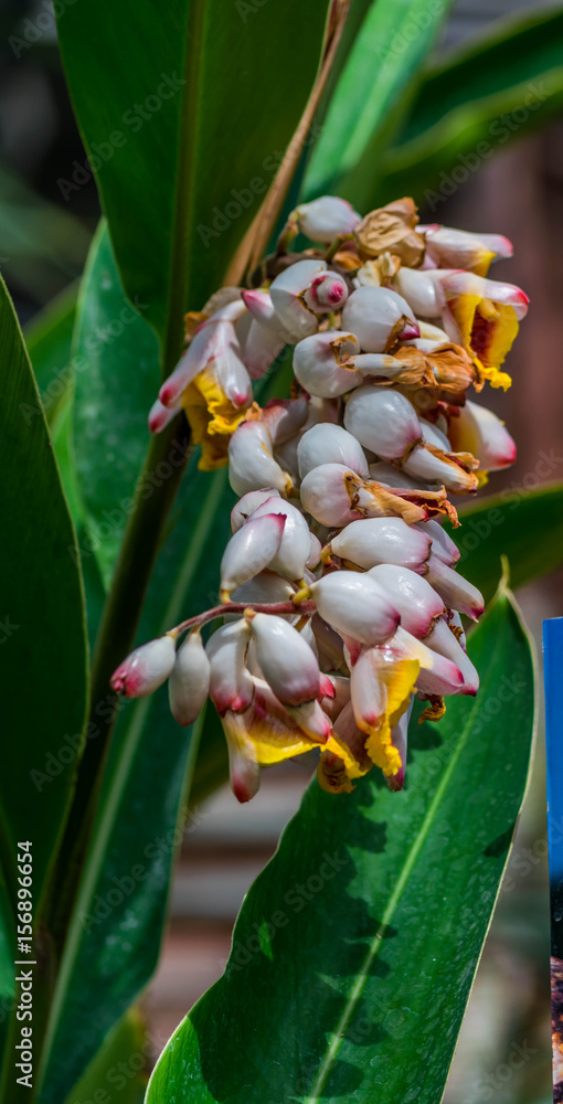 Obraz premium Alpinia zebumbet.
