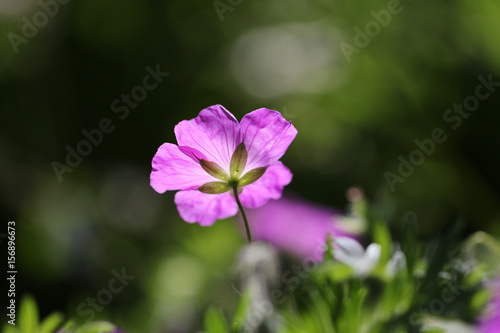Fototapeta Naklejka Na Ścianę i Meble -  géranium des bois