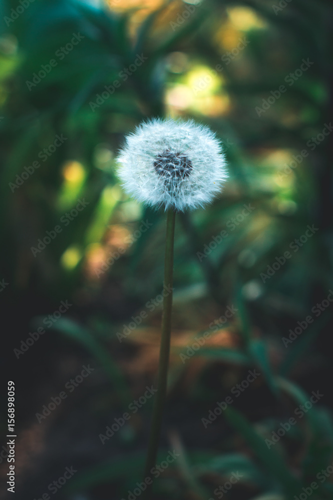 Dandelion in the sun in the spring on a blurred background. Dandelion in the sun in the spring on a blurred background.