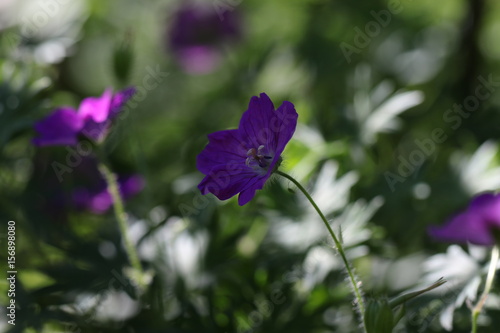 Fototapeta Naklejka Na Ścianę i Meble -  géranium des bois