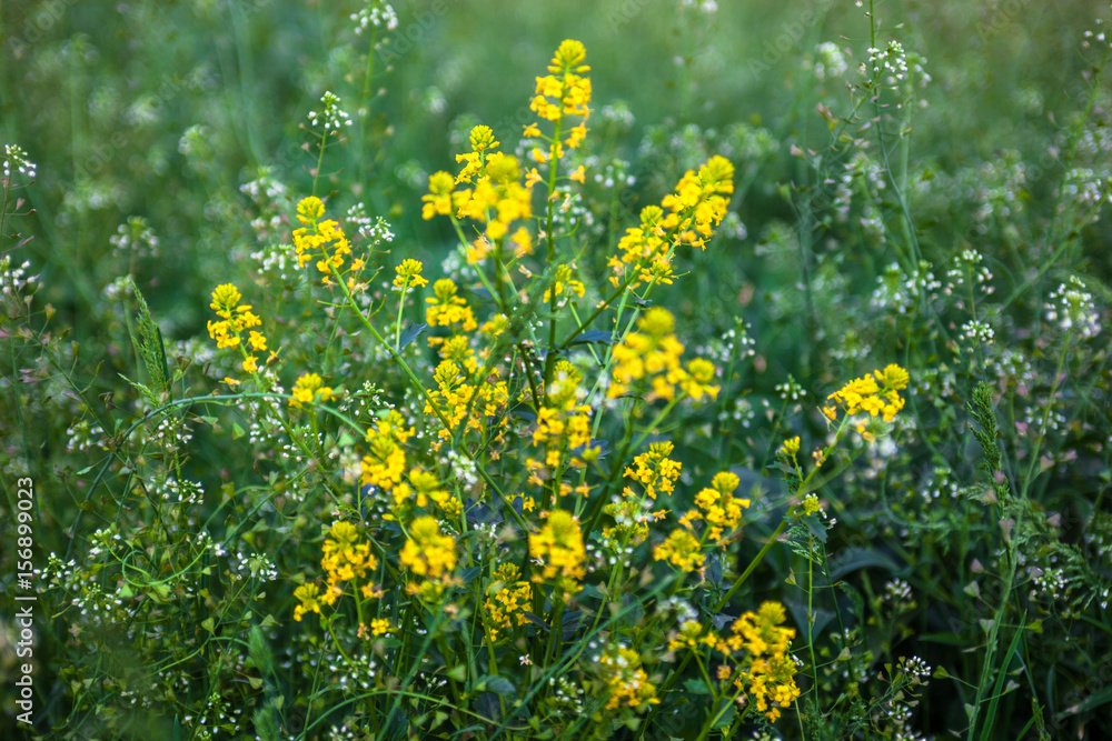 Obraz premium Meadow with rapeseed and shepherd's purse flowers