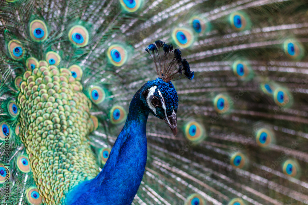 孔雀のポートレート