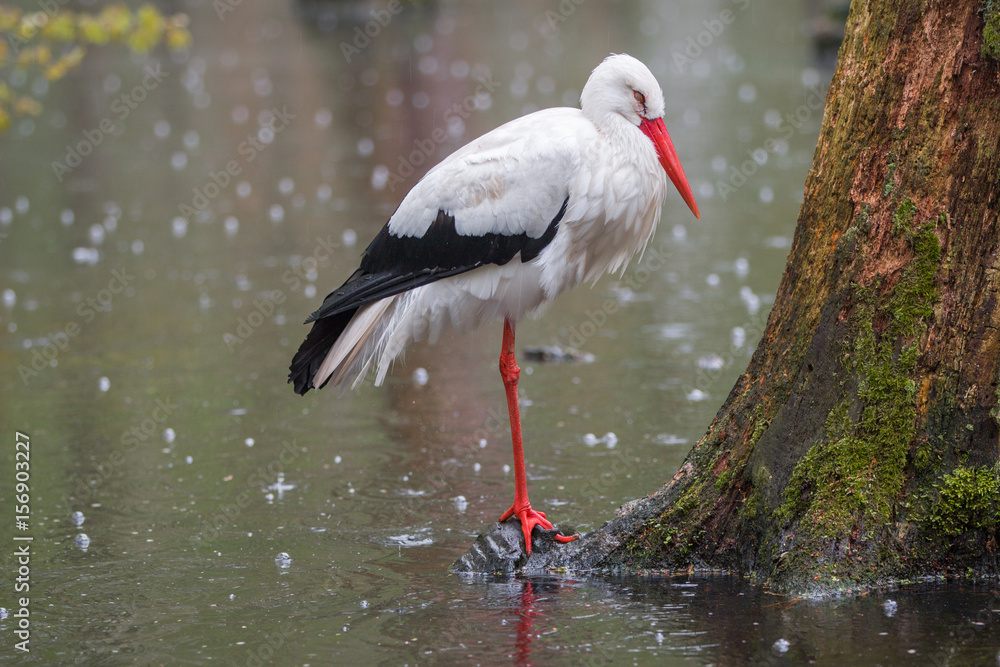 Fototapeta premium Weißstorch (Ciconia ciconia) im Regen