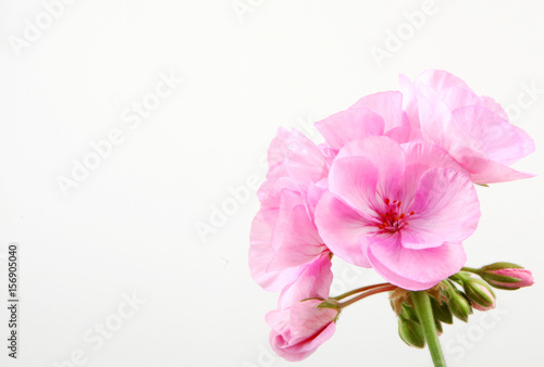 Geranium Flowers