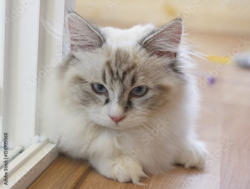 Fototapeta Naklejka Na Ścianę i Meble -  Cute Persian Munchkin cat in white and grey color and blue eyes.