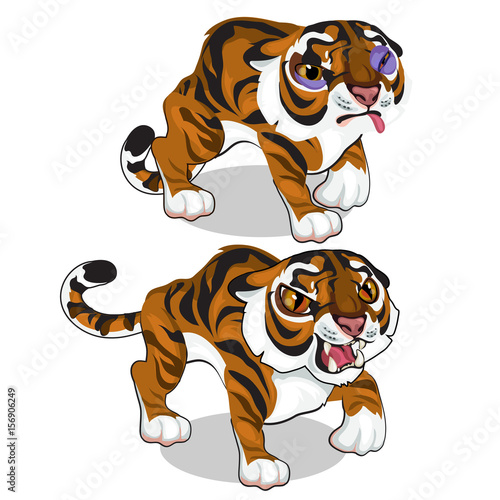 Fototapeta Naklejka Na Ścianę i Meble -  Aggressive tiger and tiger with a bruise. Vector