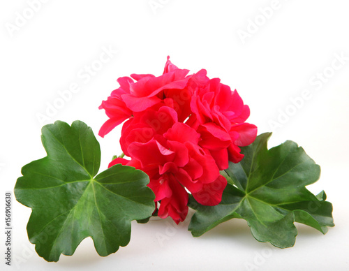 Fototapeta Naklejka Na Ścianę i Meble -  Geranium Pelargonium Flowers