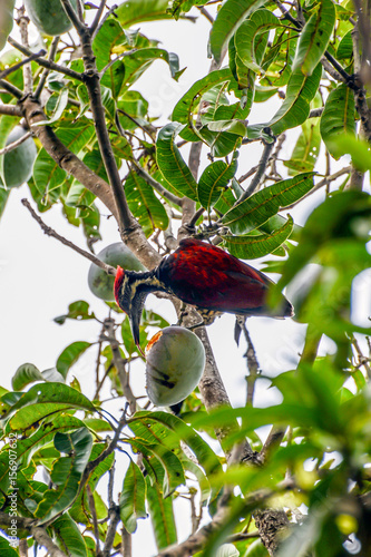 Red backed black rumped flameback woodpecker of Sri Lanka eating ripe mango on Mango Tree