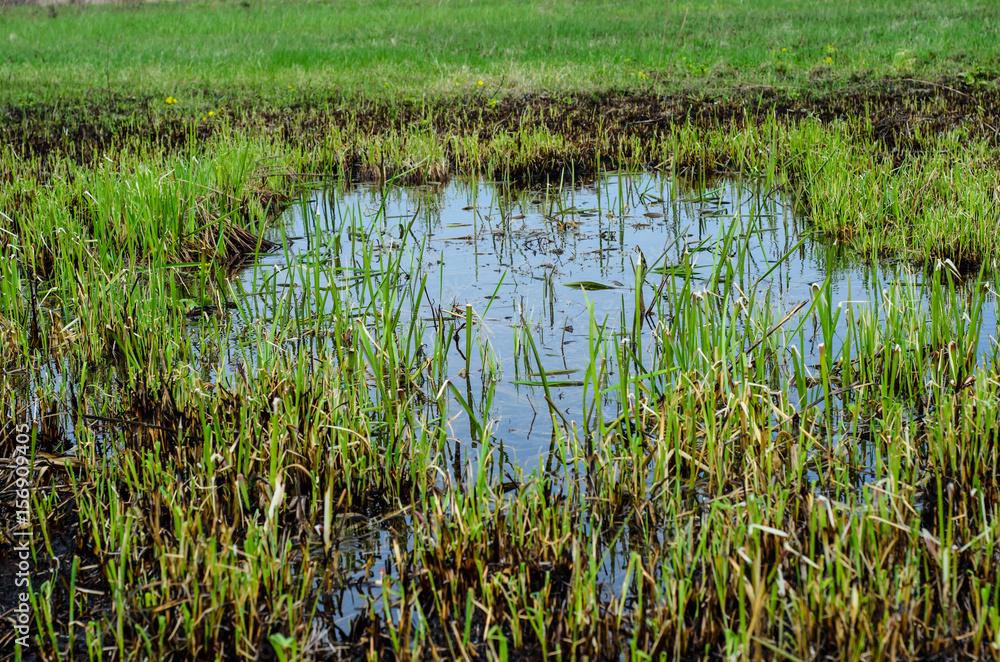 Obraz premium Young reed in Dnieper marshes
