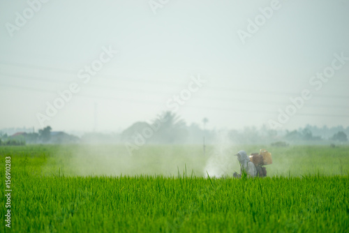 A farmer working at paddy field in Sungai Besar, Malaysia.