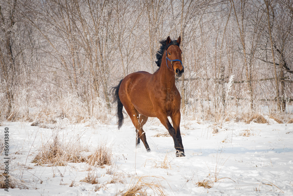 Brown horse running through a snowy pasture Brown horse running through a snowy pasture