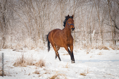 Brown horse running through a snowy pasture