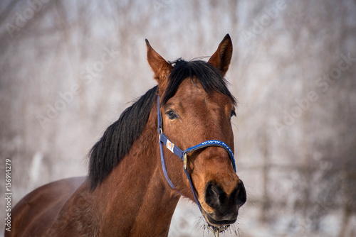 Portrait of a beautiful bay horse