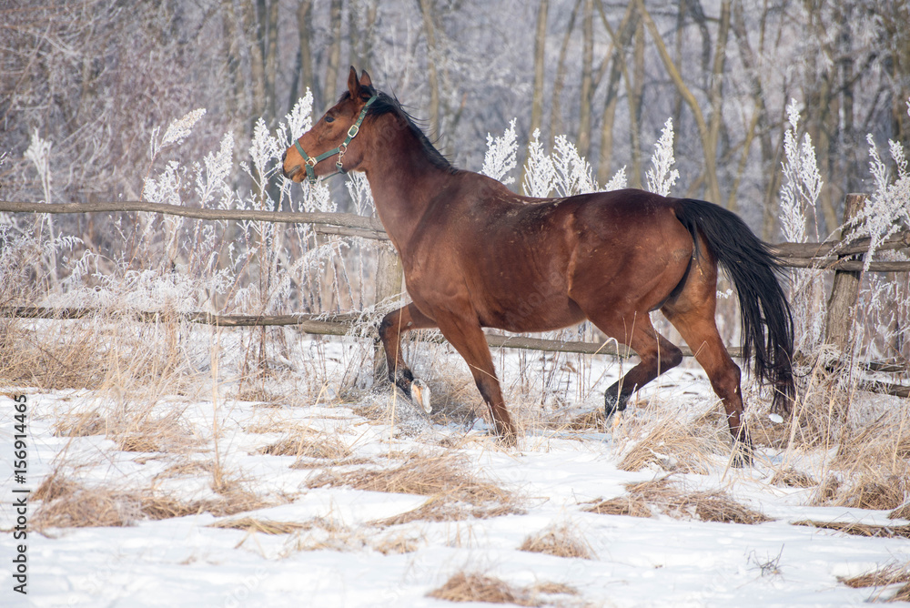 Brown horse running through a snowy pasture Brown horse running through a snowy pasture