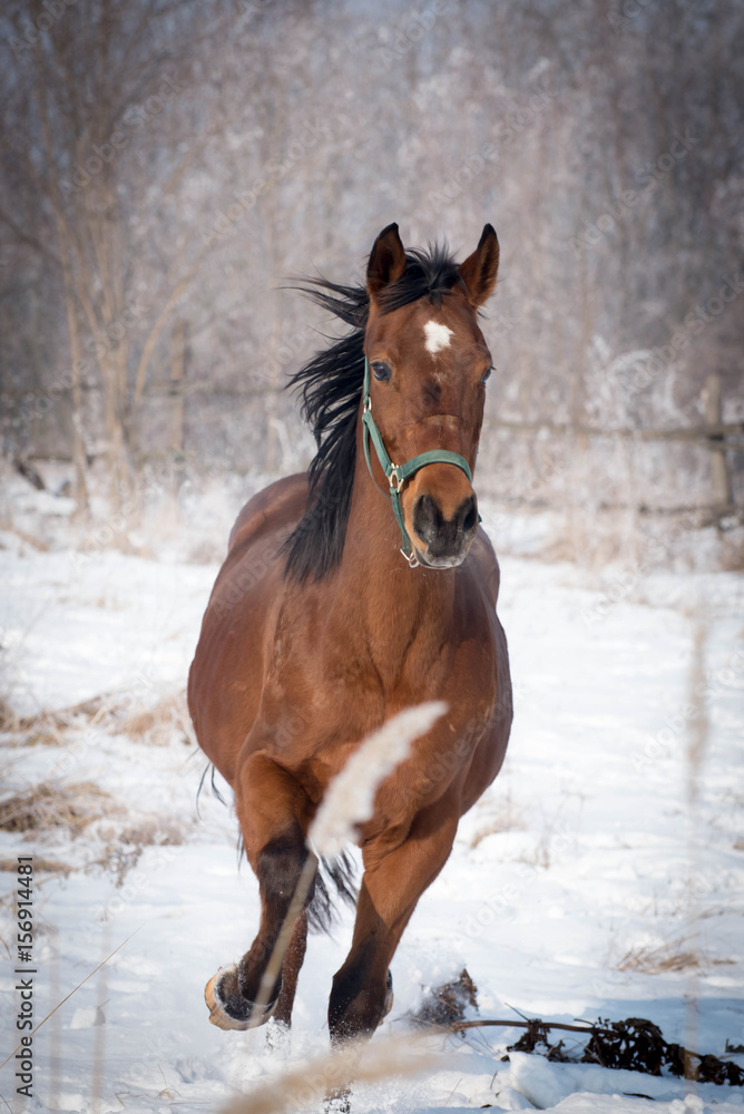 Brown horse running through a snowy pasture Brown horse running through a snowy pasture