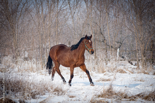 Brown horse running through a snowy pasture