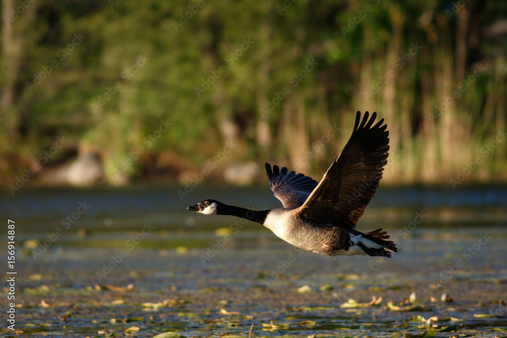 Fototapeta premium Canada Goose