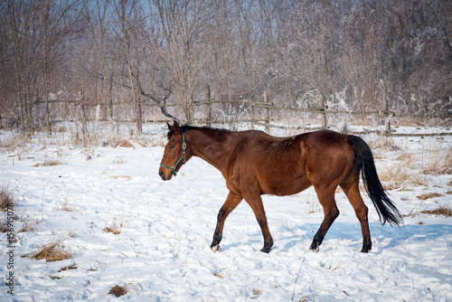 Horse at the winter walk ©  Zlatko59